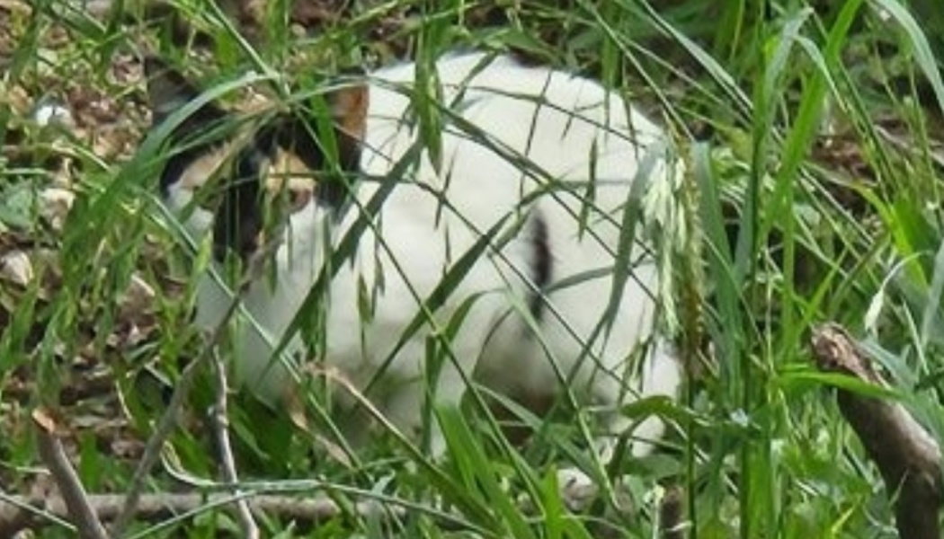 A calico cat crouching behind tall blades of green grass outdoors.