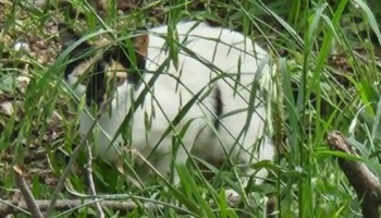 A calico cat crouching behind tall blades of green grass outdoors.