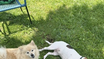 A small fluffy tan dog looks up happily next to a white dog with brown spots lying on green grass.