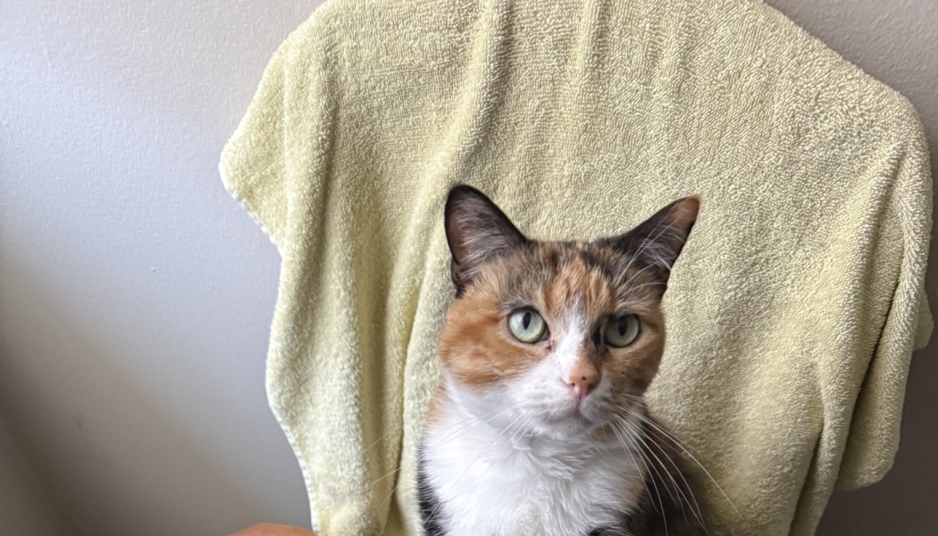 A calico cat with green eyes sitting in front of a light yellow towel.