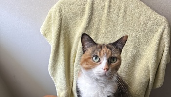 A calico cat with green eyes sitting in front of a light yellow towel.