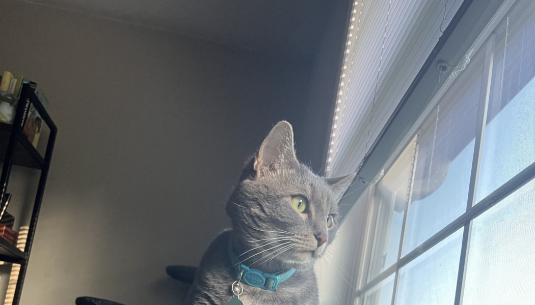 A gray cat wearing a teal collar looks intently out a bright window.
