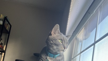 A gray cat wearing a teal collar looks intently out a bright window.