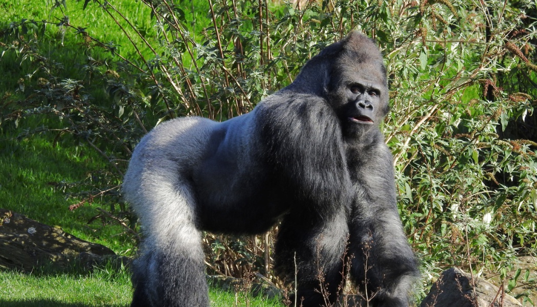 A large silverback gorilla standing on all fours in a grassy area surrounded by green foliage.
