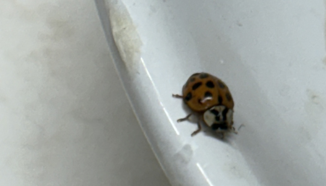 An orange ladybug with black spots crawling on a smooth white surface.