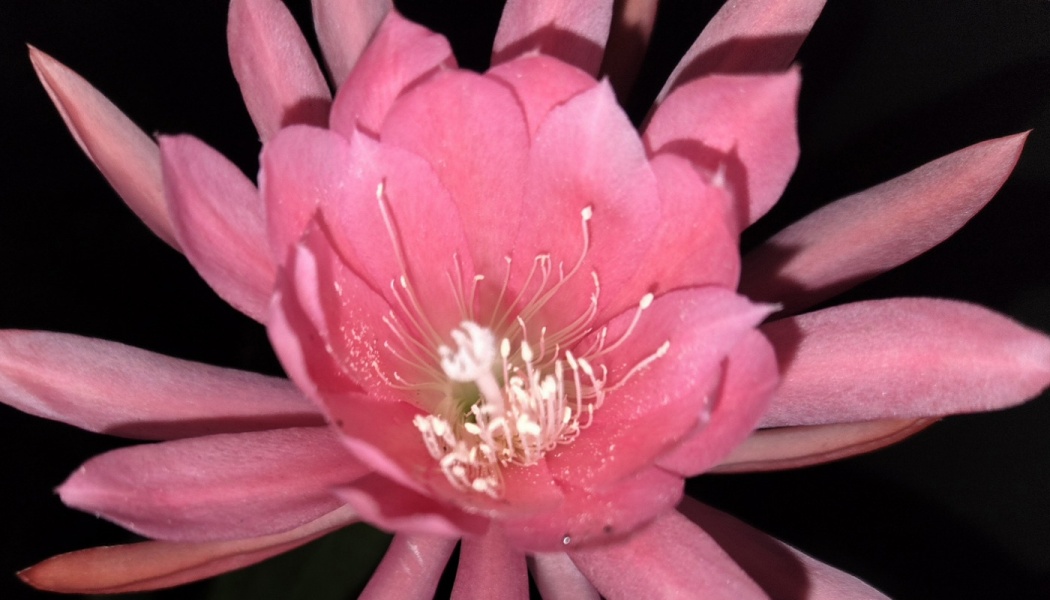 Vibrant pink night-blooming cactus flower with delicate white stamens against a black background.