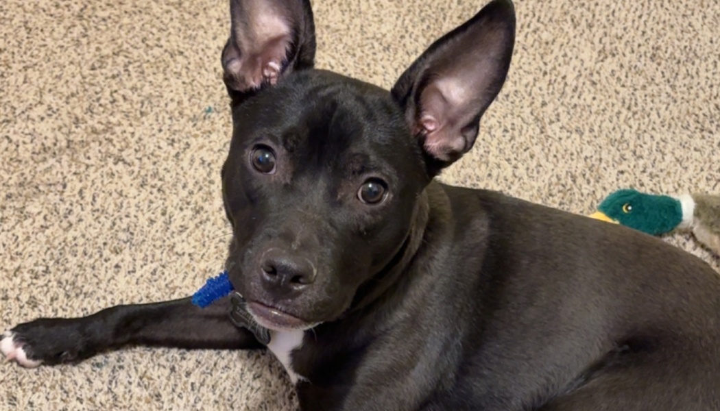 A black dog with large, perky ears lies on a carpet, looking up with wide eyes.