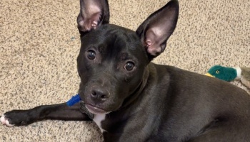 A black dog with large, perky ears lies on a carpet, looking up with wide eyes.