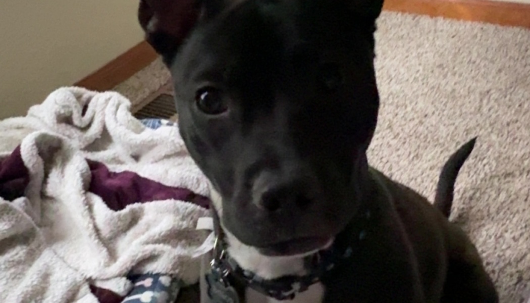 Close-up of a black pit bull mix dog with dark, expressive eyes looking directly at the camera.