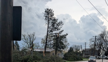 Storm damage in a residential neighborhood with snapped pine trees, fallen branches, and towering storm clouds.
