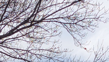 Bare tree branches with sparkling, iridescent buds set against a pale, overcast sky.