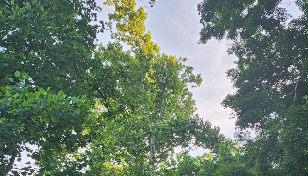 A low-angle view looking up at lush green forest trees reaching into a bright, pale sky.