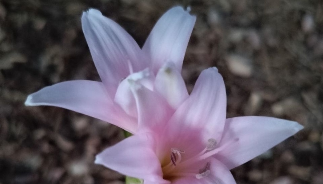 Close-up of delicate light pink lily blooms with visible stamens against a dark, blurred background.