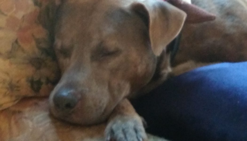 A brown pit bull mix sleeping soundly with its head resting on a floral cushion.