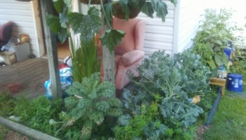 Pink armchair nestled on a wooden porch behind a thriving garden of leafy green vegetables and plants.
