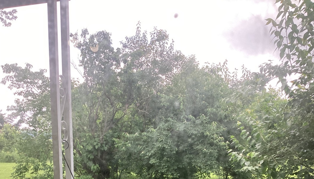 Lush green trees and foliage viewed through a porch window under an overcast sky.