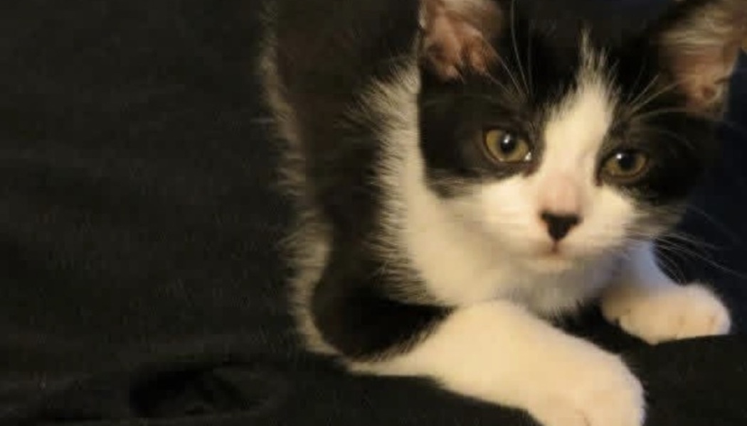 A small black and white tuxedo kitten with big brown eyes resting on a dark surface and looking at the camera.