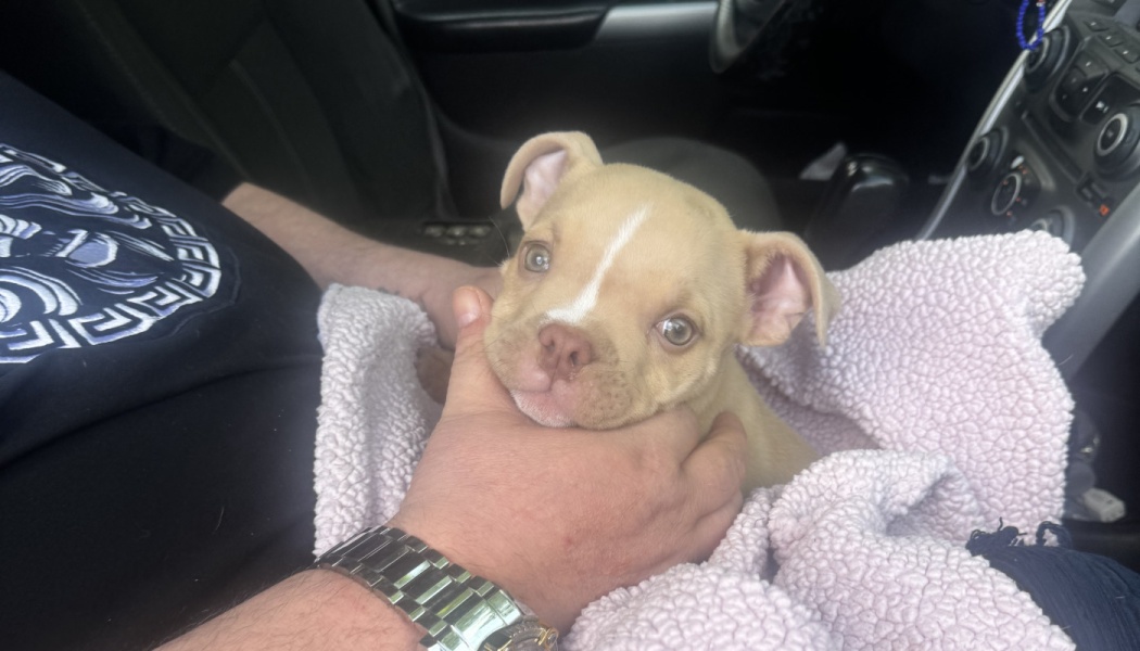 Small tan puppy wrapped in a soft pink blanket, gently held under its chin inside a car.