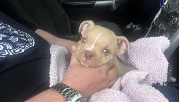 Small tan puppy wrapped in a soft pink blanket, gently held under its chin inside a car.