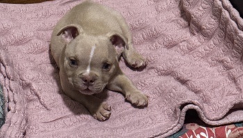 A small fawn puppy with a white stripe down its face lying on a soft pink quilted blanket.