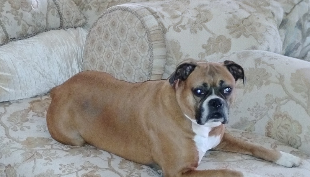 A fawn Boxer dog with a white chest resting on a beige floral-patterned couch.