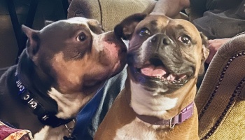 A grey and tan pit bull affectionately nuzzles a happy brown boxer mix smiling at the camera.