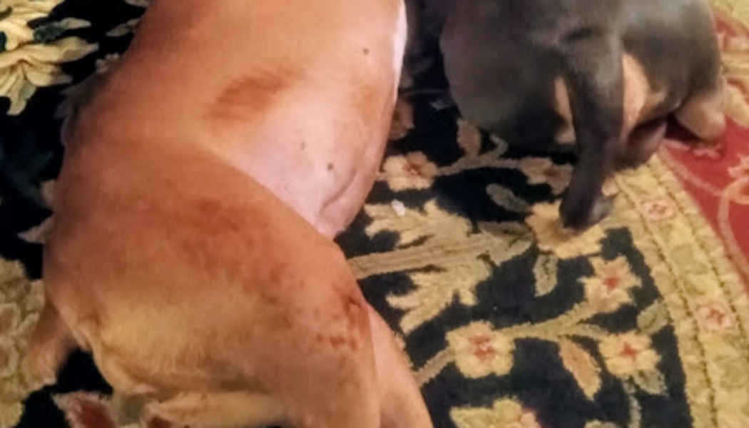 A tan dog and a black-and-tan dog lying down together on a dark patterned floral rug.