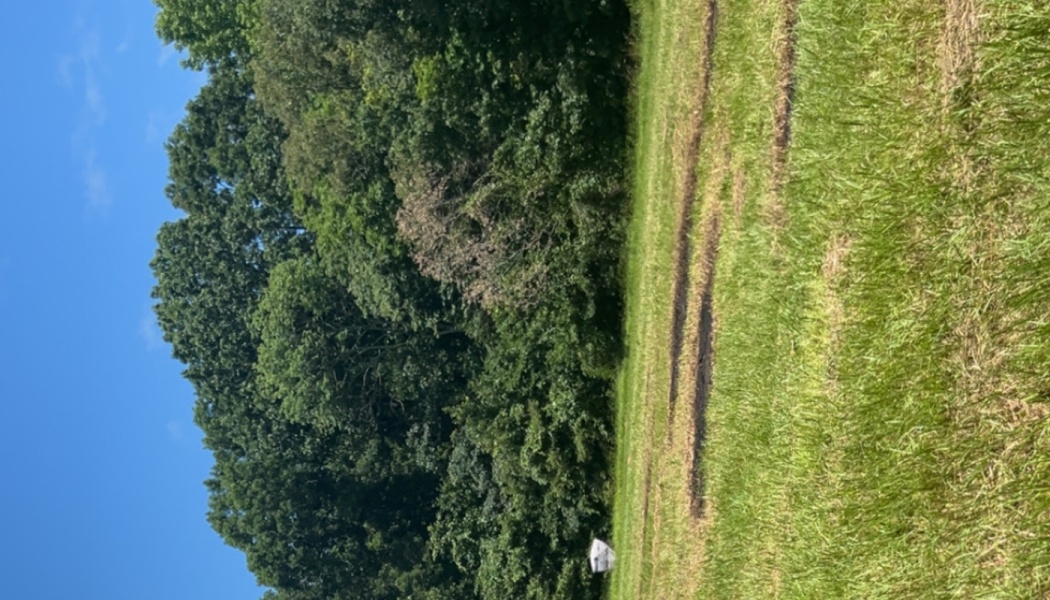 A sunny green grassy field bordered by a dense forest under a clear blue sky.