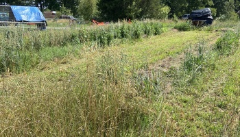 Overgrown garden field with tall grasses, crops, and farm equipment under bright sunlight.