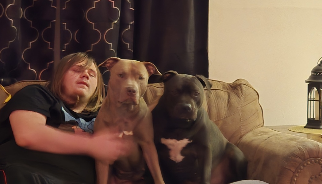 A person rests on a brown sofa next to a tan pit bull and a black pit bull with a white chest patch.