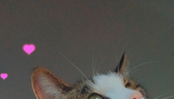 Close-up of a tabby and white cat looking up, with floating pink heart graphics beside its ears.