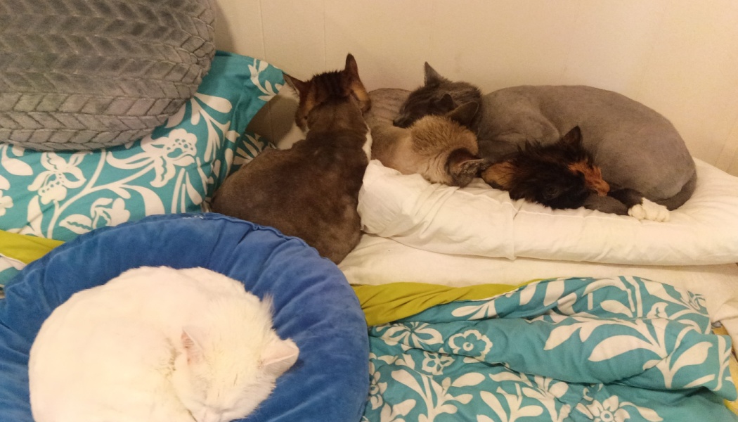 Five sleeping cats huddled together on pillows and blankets, with a white cat curled in a round blue bed.