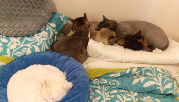 Five sleeping cats huddled together on pillows and blankets, with a white cat curled in a round blue bed.