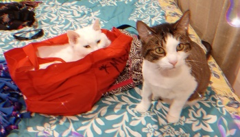 A white cat sitting in a red tote bag beside a tabby cat on a blue floral bedspread.