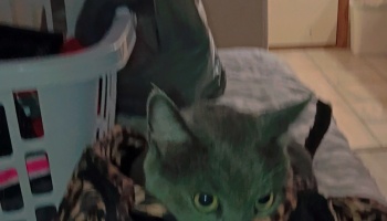 A grey cat with wide green eyes peeking out from a patterned blanket next to a white laundry basket.