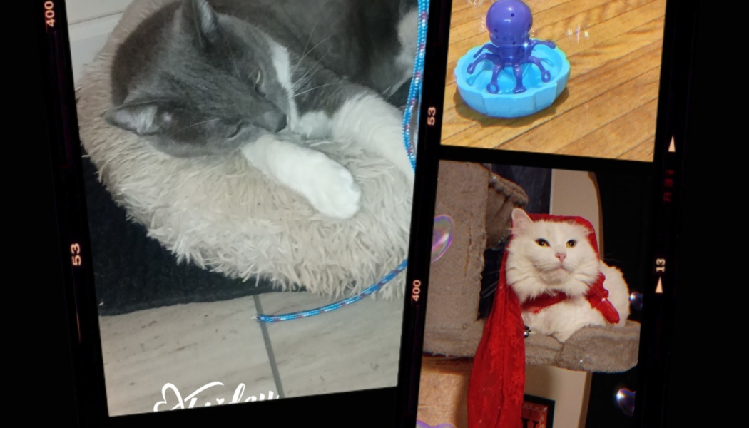 Collage showing a sleeping grey and white cat, a purple toy octopus, and a fluffy white cat in a red hood.