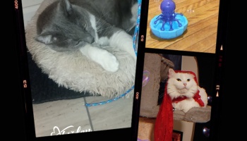 Collage showing a sleeping grey and white cat, a purple toy octopus, and a fluffy white cat in a red hood.