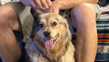 A happy, fluffy dog smiling with its tongue out while being petted on the head by its owner.