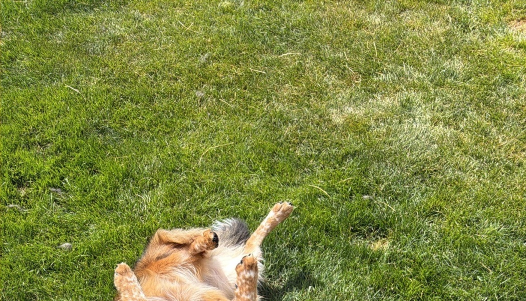 A playful tan dog lying on its back in green grass with its paws sticking up in the air.
