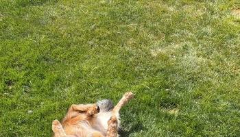 A playful tan dog lying on its back in green grass with its paws sticking up in the air.