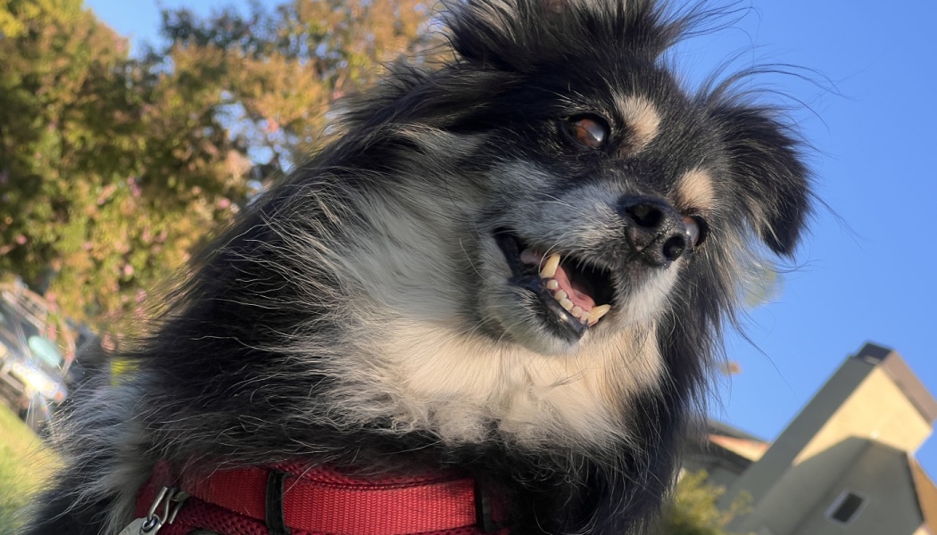 Fluffy black and tan dog wearing a red harness, smiling outdoors under a bright blue sky.