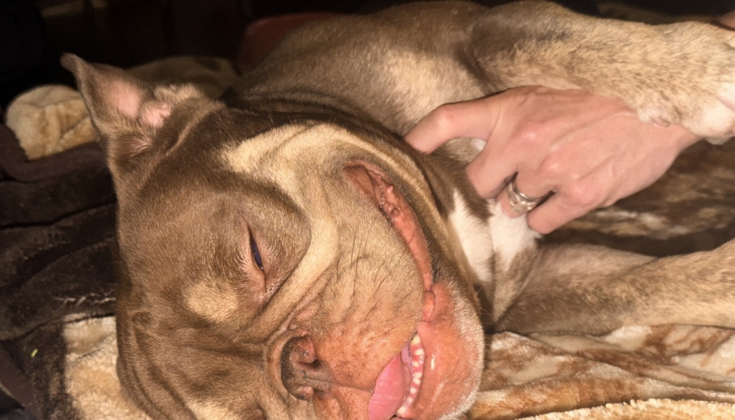 A relaxed brown and tan bulldog lies on a blanket with its tongue sticking out while receiving chest scratches.