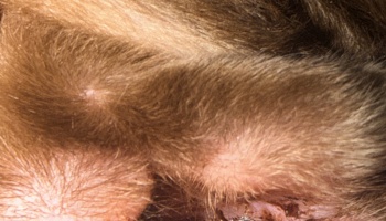 Close-up of an animal's brown fur showing irritated pink skin patches and a scabbed wound.