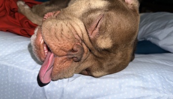 A brown bulldog sound asleep on a bed with its eyes closed and pink tongue sticking out.