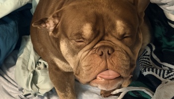 A brown bulldog with a squishy, wrinkled face snoozes in blankets with its pink tongue sticking out.