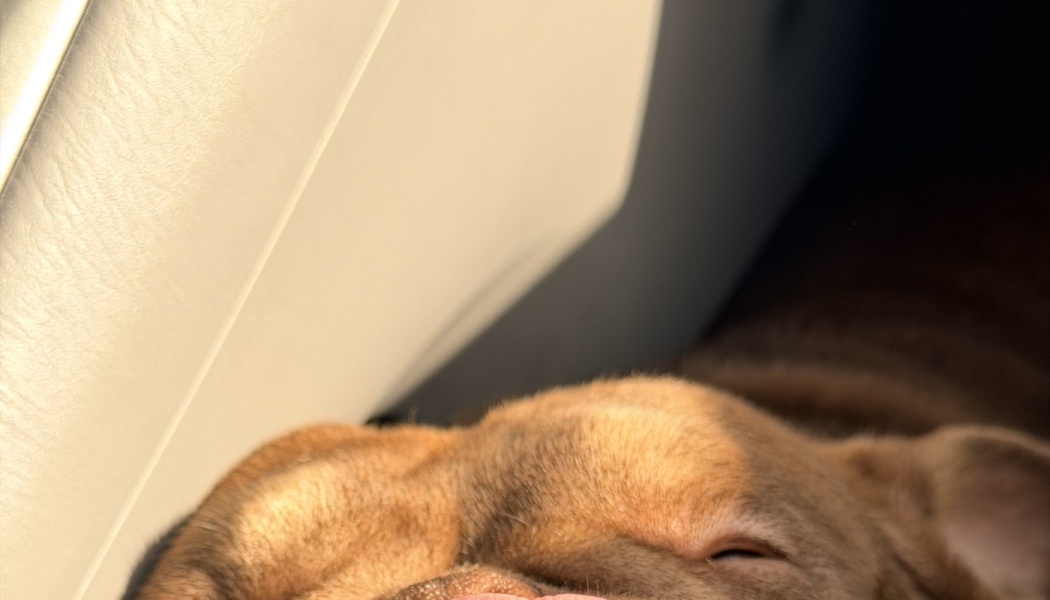 Close-up of a sleeping brown French bulldog resting peacefully in warm sunlight.