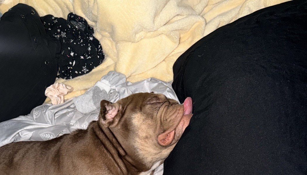 A brown and tan bulldog sleeping soundly on cozy blankets with its tongue sticking out.