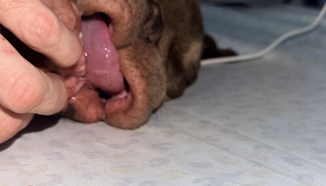 Hands holding open a brown dog's mouth during a veterinary examination.