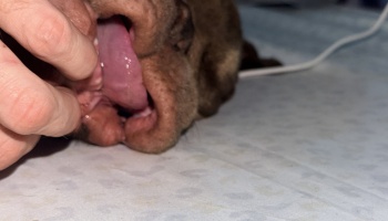Hands holding open a brown dog's mouth during a veterinary examination.