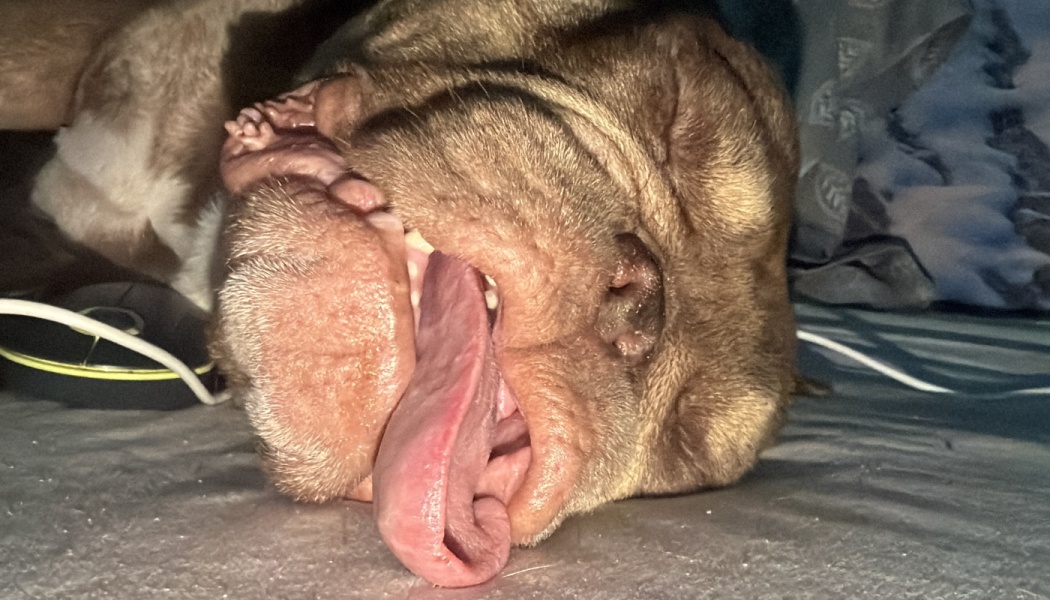 Close-up of a wrinkly dog sleeping soundly with its long tongue sticking out.